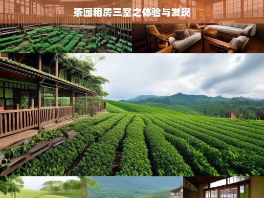 茶园租房三室之体验与发现，茶园三室租房体验与发现